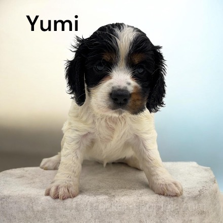 puppy, for, sale, Cocker Spaniel, Joe & Cherri  Overlease, dog, breeder, Miller, MO, dog-breeder, puppy-for-sale, forsale, nearby, find, puppyfind, locator, puppylocator, aca